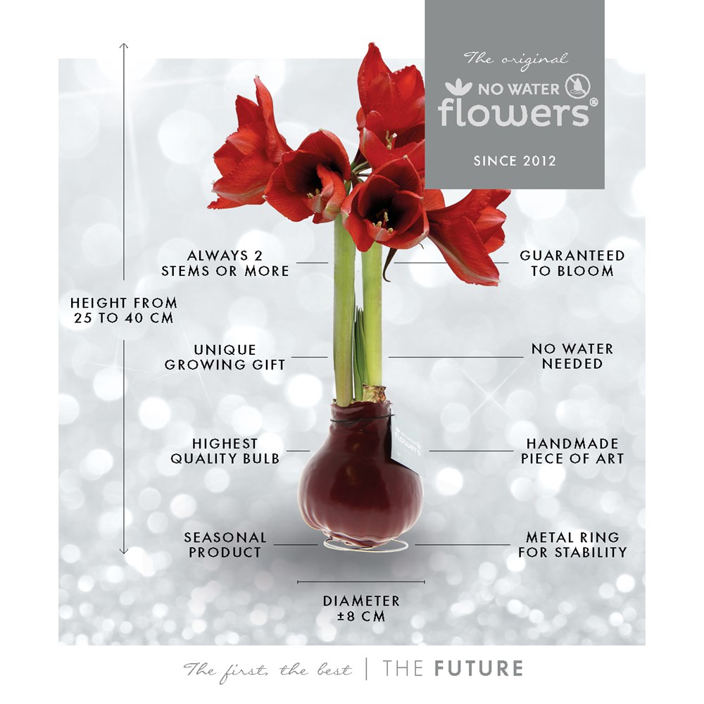 No Water Flowers® - Christmas glass elegance, In Geschenkbox, Bordeaux