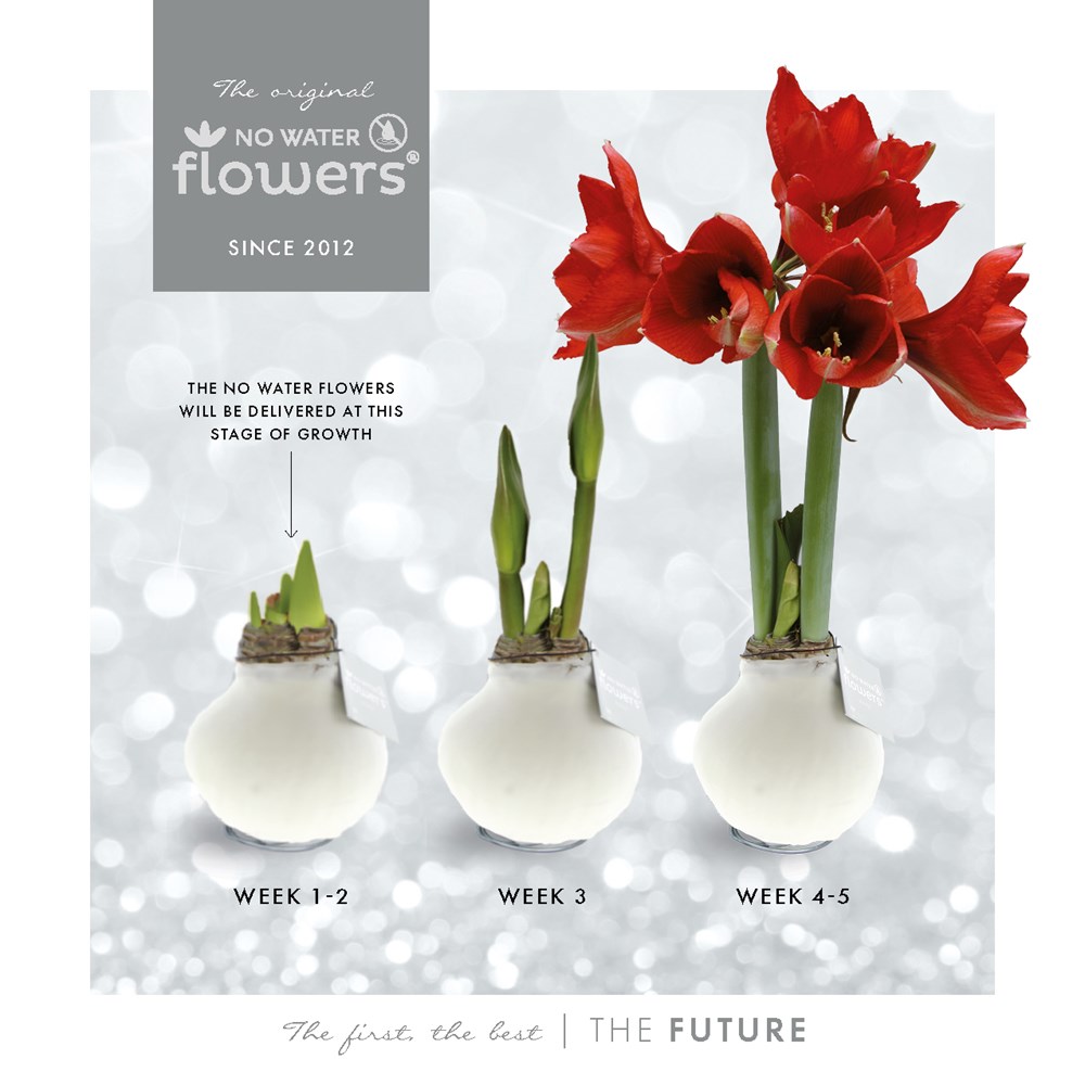 No Water Flowers® - Christmas glass elegance, In Geschenkbox, Bordeaux