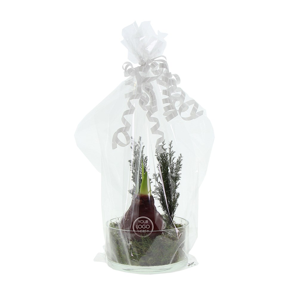 No Water Flowers® - Christmas glass elegance, In Geschenkbox, Rosa