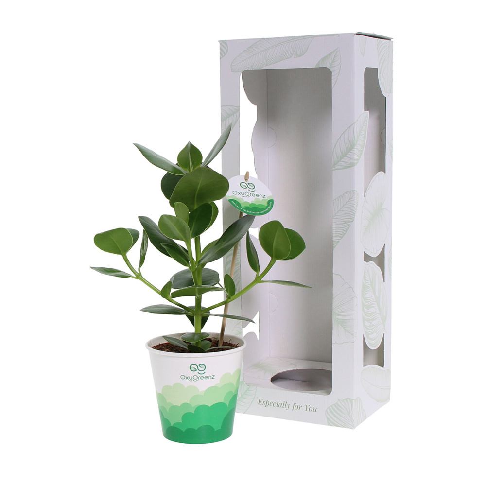 OxyGreenz® - Clusia rosea in papercup, In Geschenkbox
