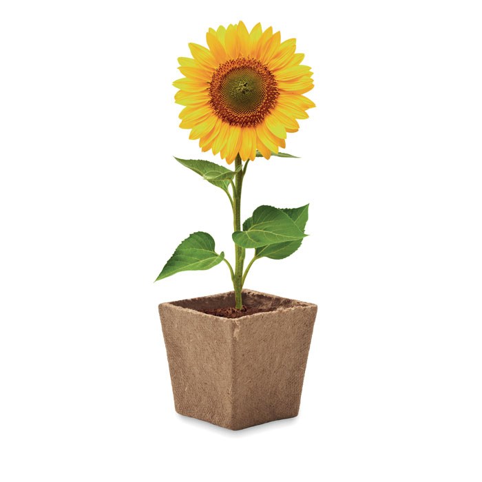 SUNFLOWER KIT